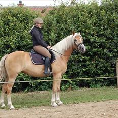 Haflinger Mon-Cherie af Mosegaarden