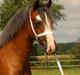 Welsh Pony af Cob-type (sec C) Pennal Touch Of Pink
