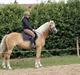 Haflinger Mon-Cherie af Mosegaarden