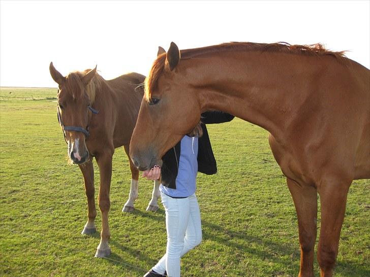 Dansk Varmblod Coca-Cola billede 5
