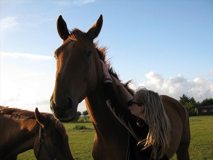 Dansk Varmblod Coca-Cola billede 6