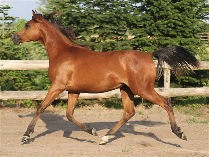 Arabisk fuldblod (OX) Vix Sultana D. - SOLGT -  billede 16