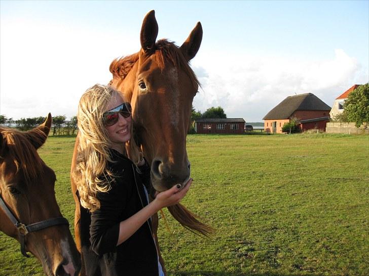 Dansk Varmblod Coca-Cola billede 7