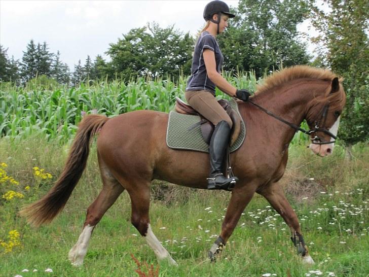 Anden særlig race Skovbrynets Nicklos  - Dressur på smuksakken :) Foto: LT billede 3