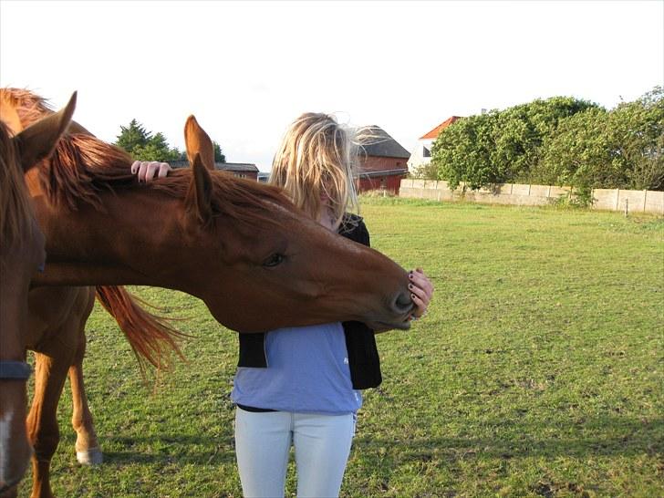 Dansk Varmblod Coca-Cola billede 8