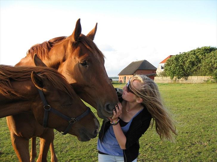 Dansk Varmblod Coca-Cola billede 9