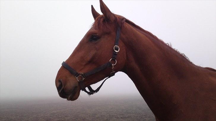 Dansk Varmblod Coca-Cola billede 10