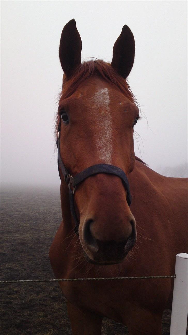 Dansk Varmblod Coca-Cola billede 11