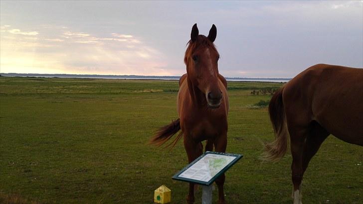 Dansk Varmblod Coca-Cola billede 12