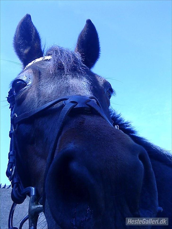 Anden særlig race Chago junior billede 1