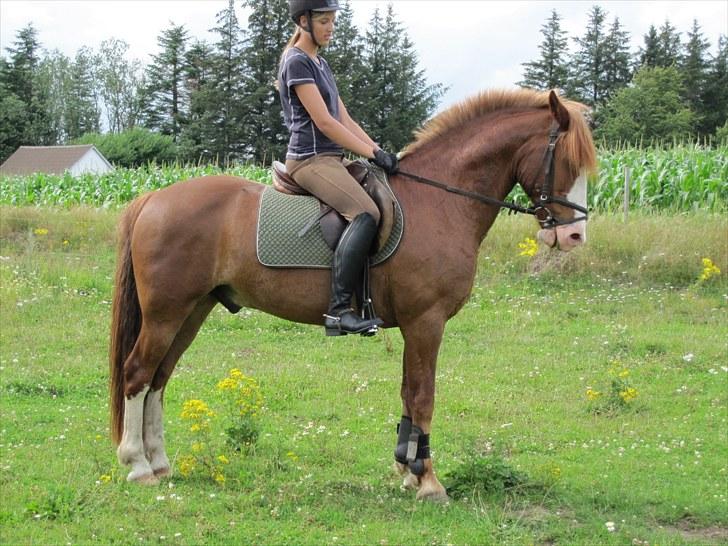 Anden særlig race Skovbrynets Nicklos  - Parade :)<3 Foto: LT billede 6