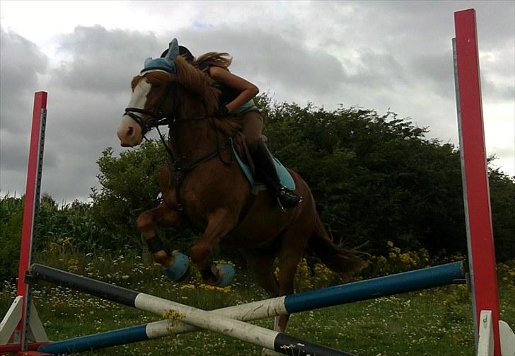 Anden særlig race Skovbrynets Nicklos  - Spring:D<3 Foto:MT billede 7