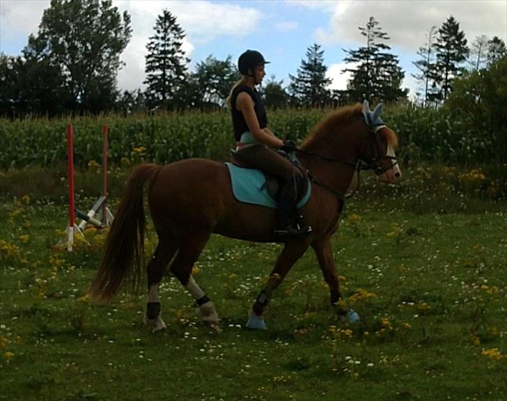 Anden særlig race Skovbrynets Nicklos  - Skridt :) Foto:MT billede 8