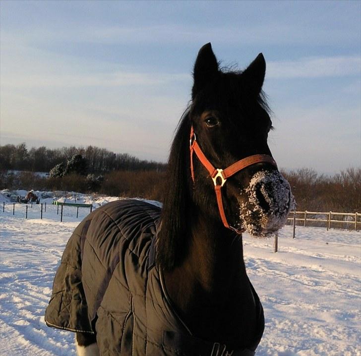 Anden særlig race Prinsesse Ibeline [tidligere part] - Min ismule.. Elsker det billede! <3  billede 11