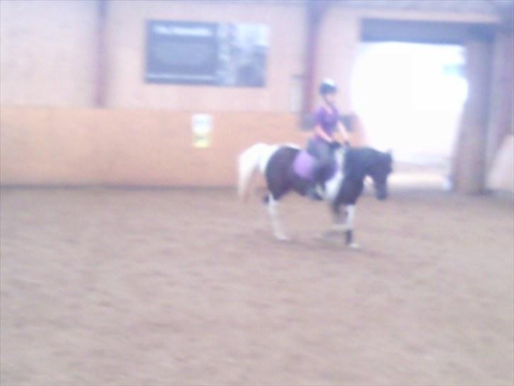 Anden særlig race Prinsesse Ibeline [tidligere part] - :D<3 Fotograf: Christina Holst, Tak :D  billede 14