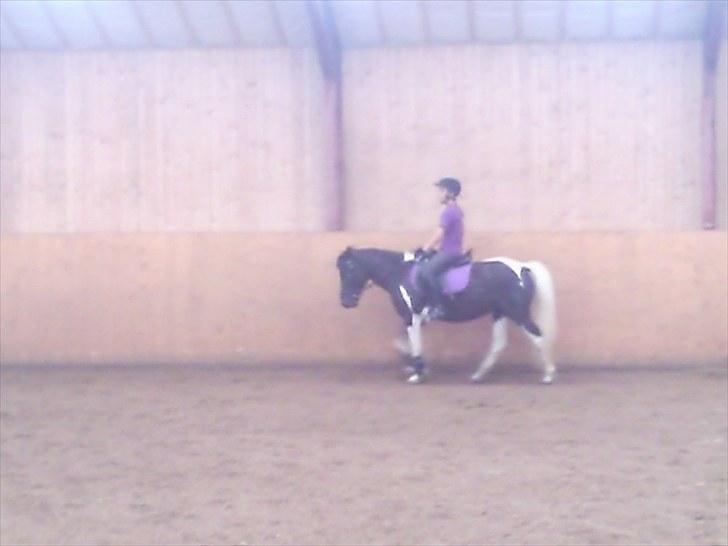 Anden særlig race Prinsesse Ibeline [tidligere part] - Dressur med lilla sæt :) Fotograf: Christina Holst, Tak :D  billede 15