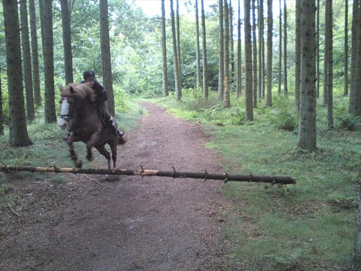 Anden særlig race Skovbrynets Nicklos  - Springer i skoven:) Foto:LT billede 11
