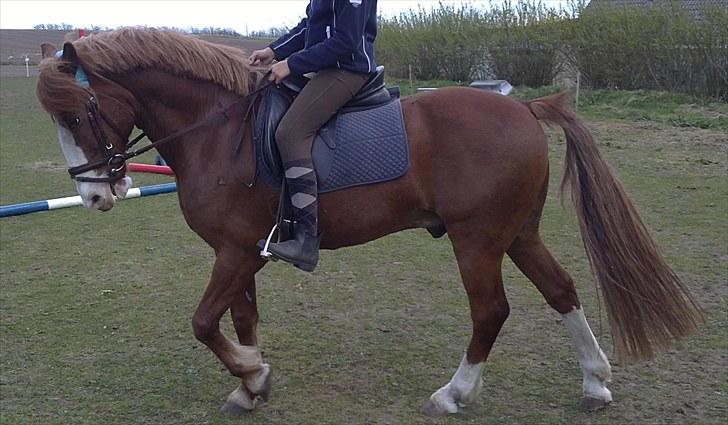Anden særlig race Skovbrynets Nicklos  - :) Foto: RN billede 12