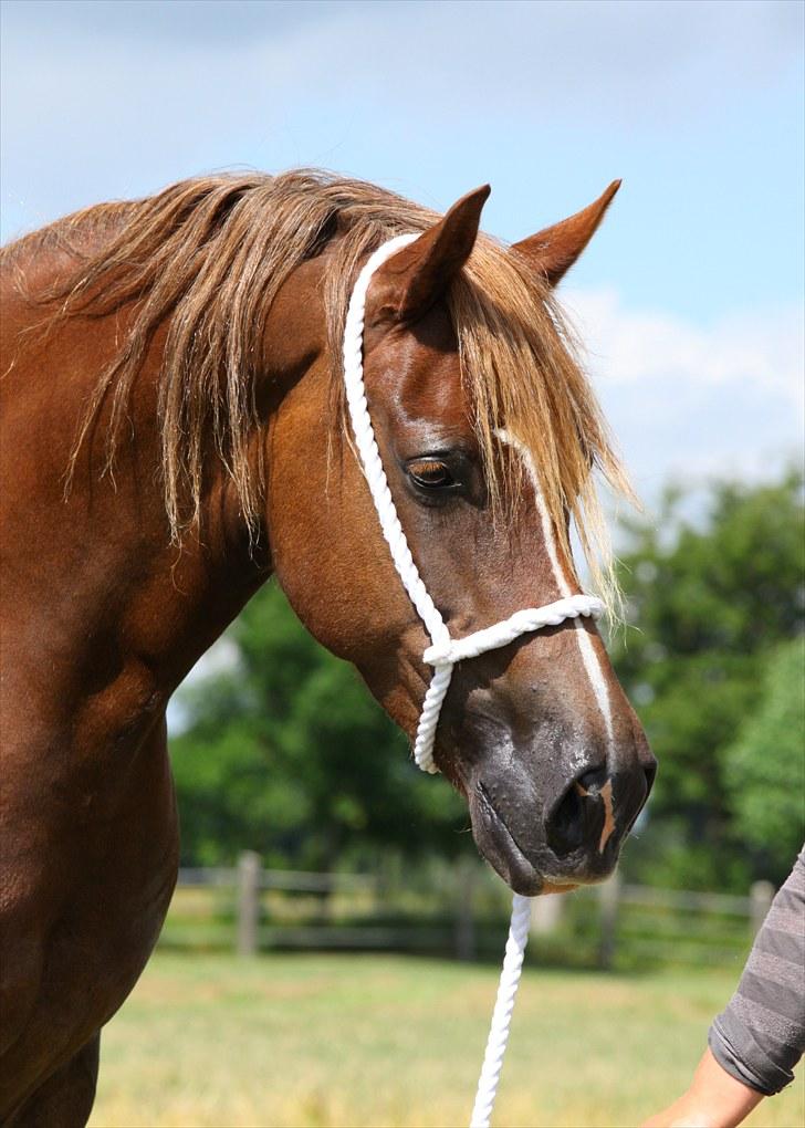 Welsh Cob (sec D) Pennal Free Bee Junior - Billede taget af Mie Og Maria billede 2