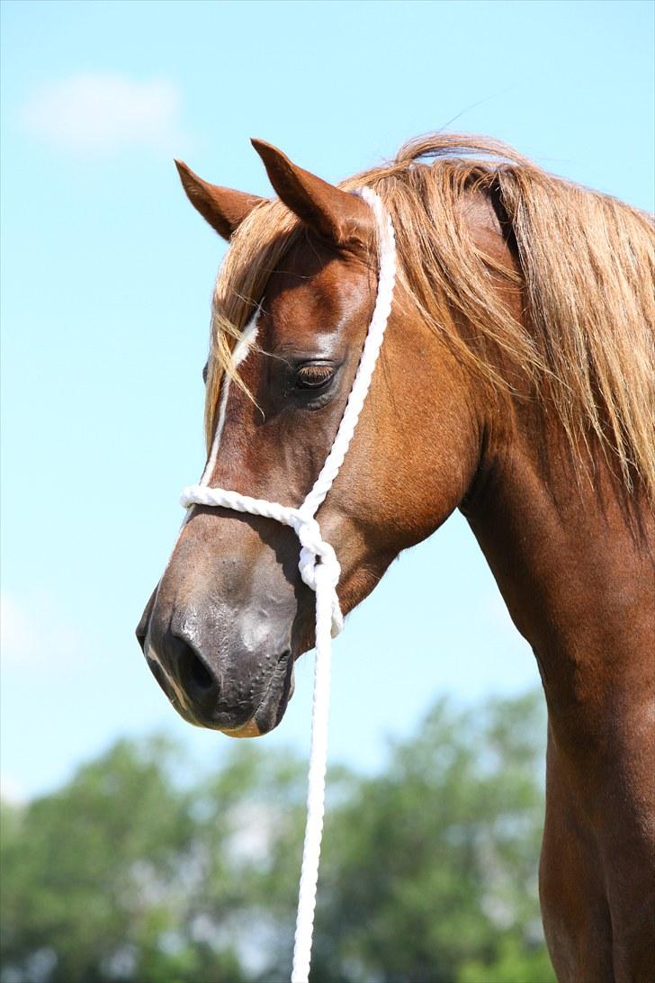 Welsh Cob (sec D) Pennal Free Bee Junior - Billede taget af Mie Og Maria billede 4