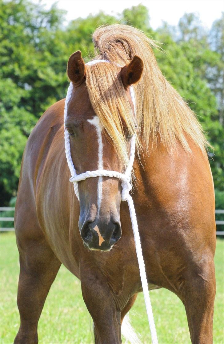 Welsh Cob (sec D) Pennal Free Bee Junior - Billede taget af Mie Og Maria billede 9