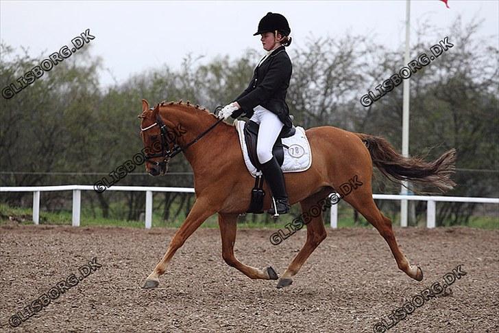 Hollandsk Sportspony Cognac  billede 18