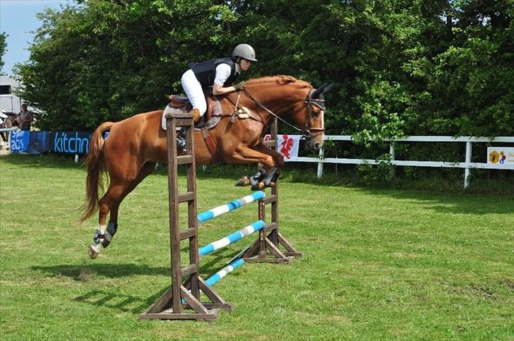 Dansk Varmblod Wald Staff billede 14