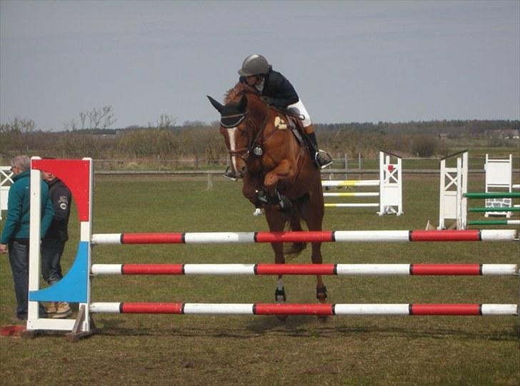 Dansk Varmblod Wald Staff billede 15