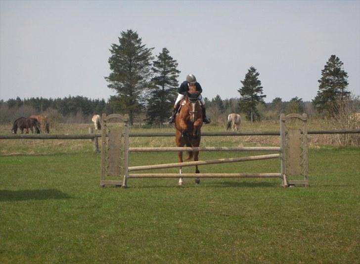 Dansk Varmblod Wald Staff billede 16
