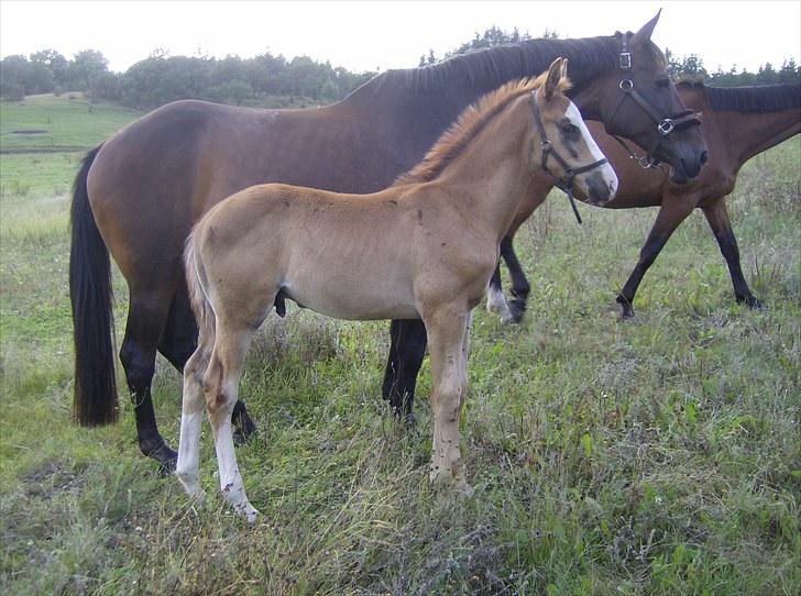 Dansk Varmblod trindbjerggårds lapazio billede 9