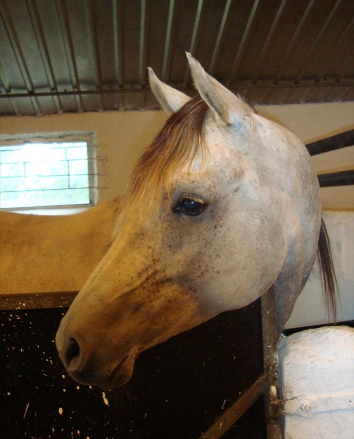 Arabisk fuldblod (OX) Wa`Heed El Haakim GL.part billede 8