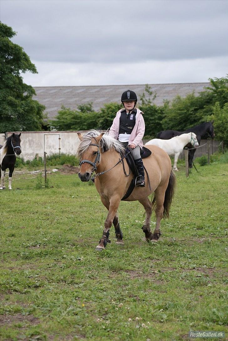 Anden særlig race Tulle (solgt og savnet) - springkonkurrence sommerrideskolen 2010 billede 11