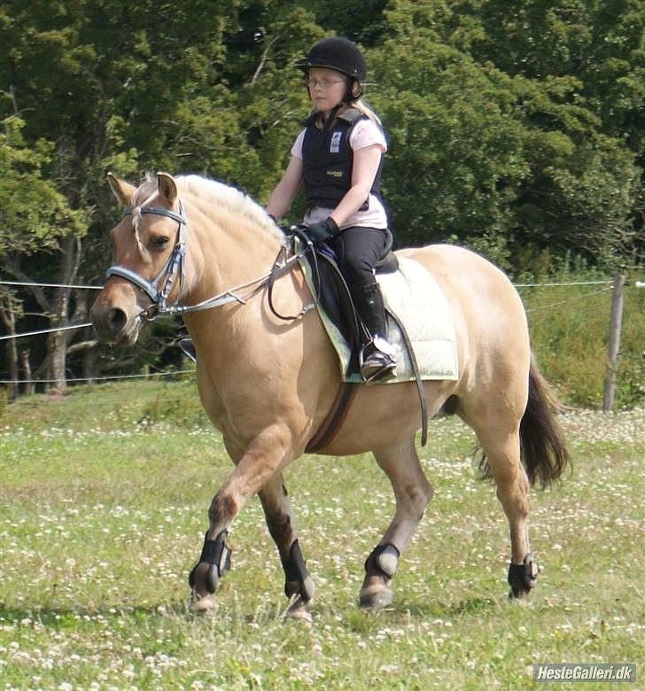 Anden særlig race Tulle (solgt og savnet) - Min første spring konkurrence sommerrideskole 2009 billede 12