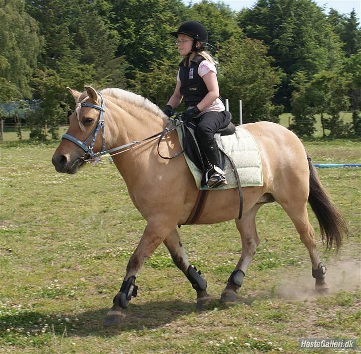 Anden særlig race Tulle (solgt og savnet) billede 13