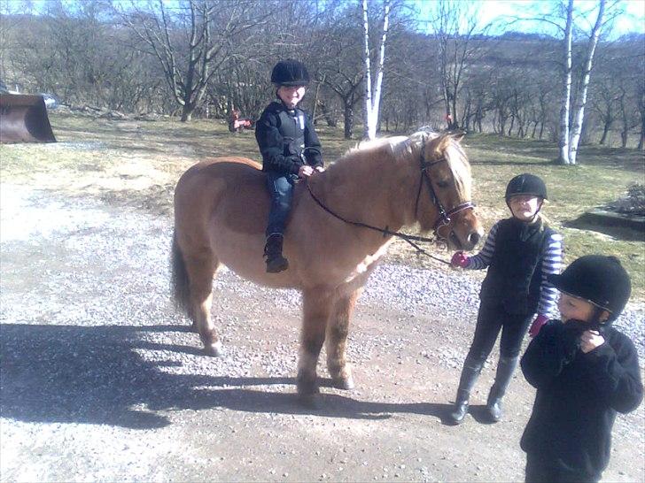 Anden særlig race Tulle (solgt og savnet) - så er foråret kommet - April 2011 billede 15