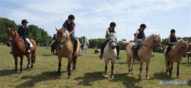 Anden særlig race Tulle (solgt og savnet) - fik en 5 plads med 0 fejl :O) billede 16