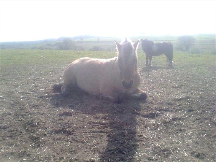 Anden særlig race Tulle (solgt og savnet) - Tulle tager en slapper i varmen .... billede 17