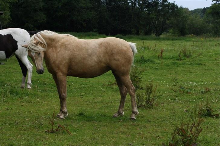 Welsh Pony af Cob-type (sec C) palsgårds blondie billede 9