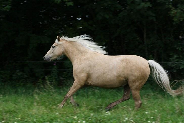 Welsh Pony af Cob-type (sec C) palsgårds blondie billede 10