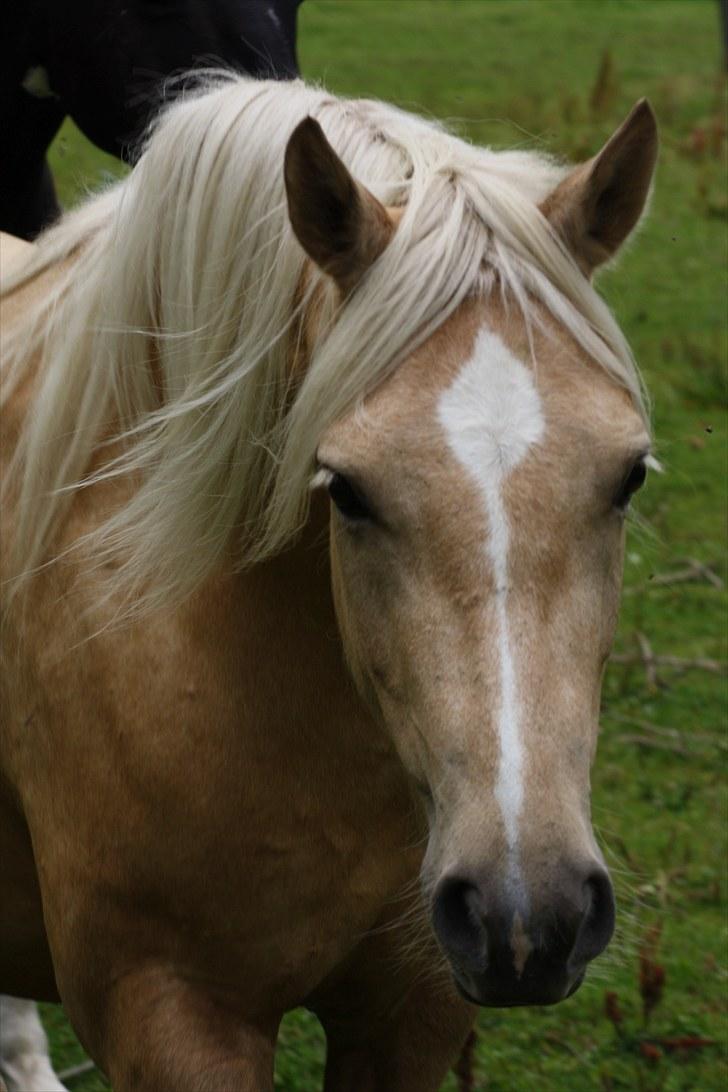 Welsh Pony af Cob-type (sec C) palsgårds blondie billede 11