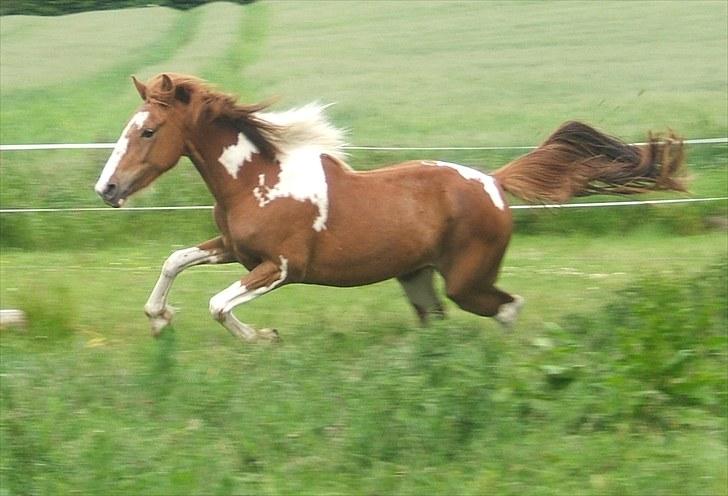 Anden særlig race Cherie billede 4