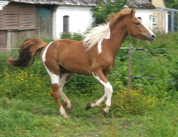 Anden særlig race Cherie billede 5