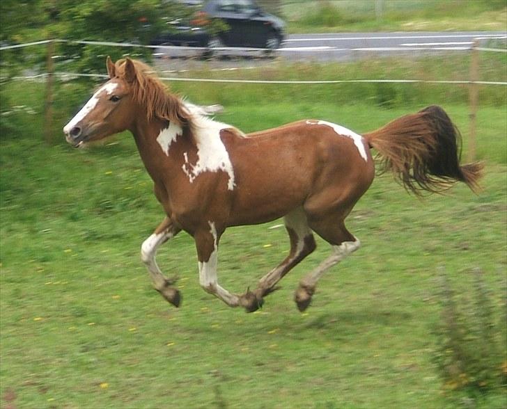 Anden særlig race Cherie billede 6