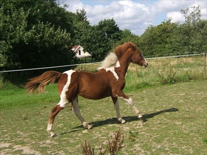 Anden særlig race Cherie - juli 2007 billede 11