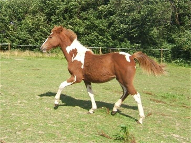 Anden særlig race Cherie - juli 2007 billede 12