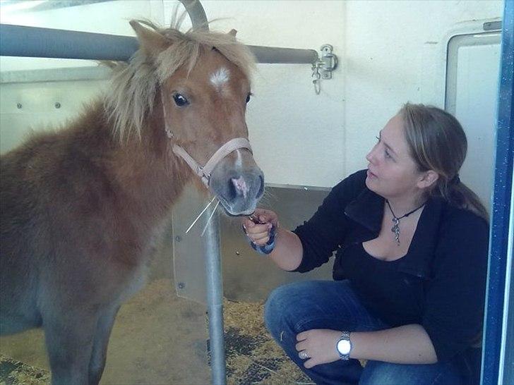 Shetlænder Aastrupgaards August - Lillebitte ponyhest, på den meget lange vej hjem! :)
2 September 2010! billede 14