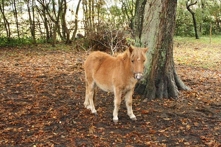 Shetlænder Aastrupgaards August - Pony da jeg næsten lige havde fået ham hjem..
Efterår 2010 billede 13