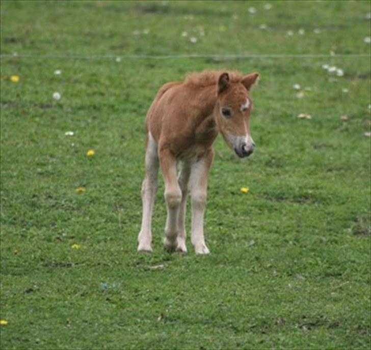 Shetlænder Aastrupgaards August - Fotograf: Anne Møldrup billede 17