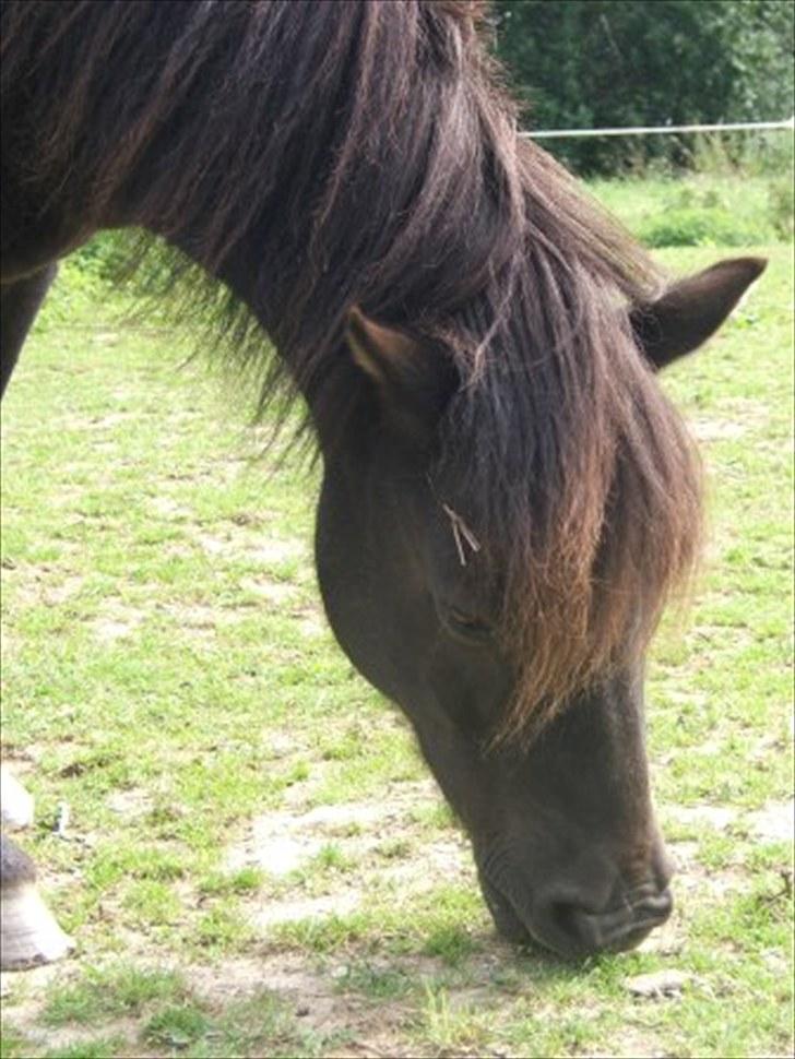 Anden særlig race Guffe billede 1