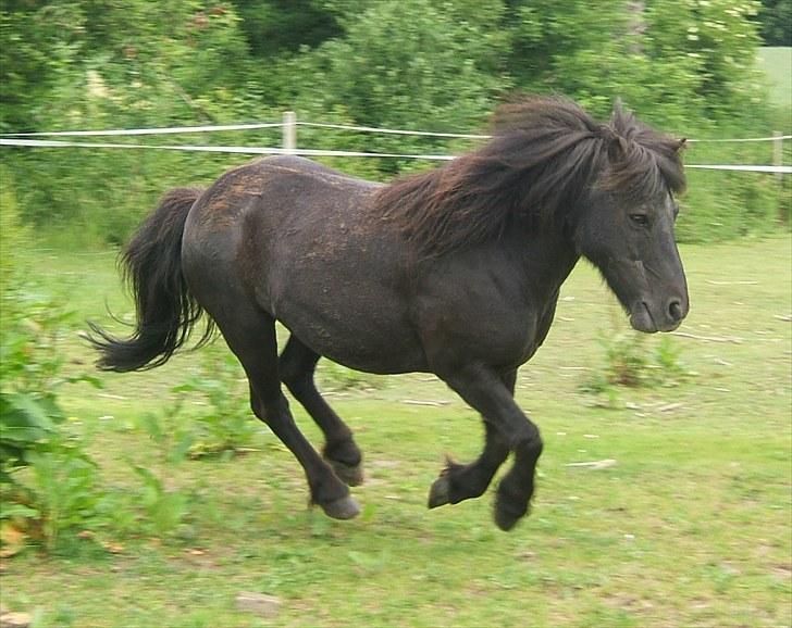 Anden særlig race Guffe billede 2